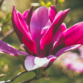 Magnolia Galaxy