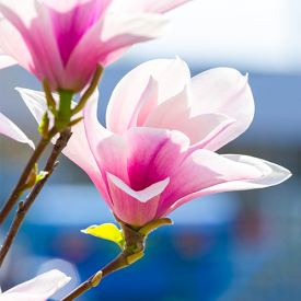 Magnolia soulangeana bloei close up.