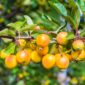 Malus Wintergold