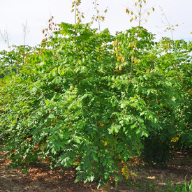 Koelreuteria paniculata Meerstammig