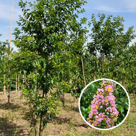 Lagerstroemia Muskogee