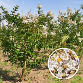 Meerstammige Lagerstroemia natchez