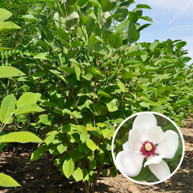 Magnolia Sieboldi 