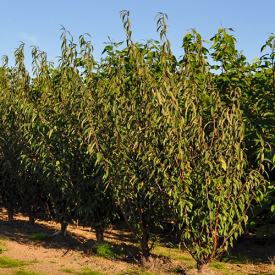 Meerstammige sierkers, Prunus serrula