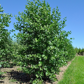 Meerstammige Els Alnus Glutinosa