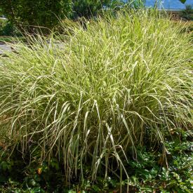 Miscanthus sinensis Variegatus