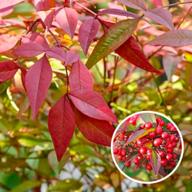 Nandina Domestica