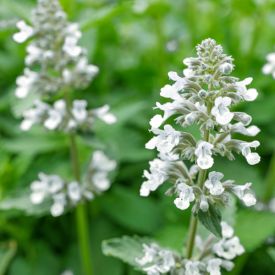 Nepeta Snowflake