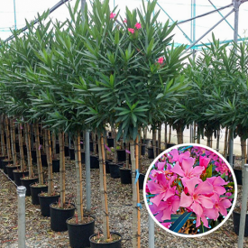 Oleander 'Nerium' 15 liter Halfstam 6-8