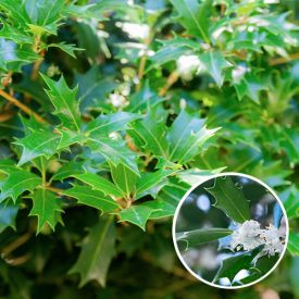 Osmanthus Ilicifolius