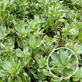 Pachysandra terminalis Variegata 