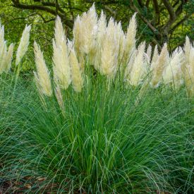 Cortaderia selloana Pumila