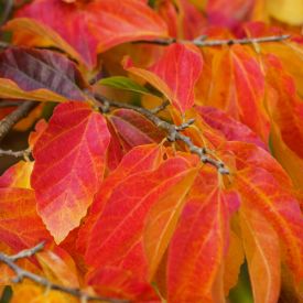 Parrotia persica