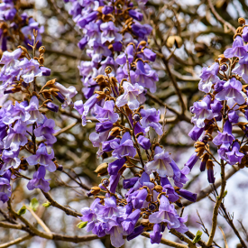 Paulownia tomentosa