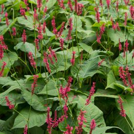 Persicaria Blackfield