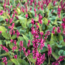 Persicaria Speciosa