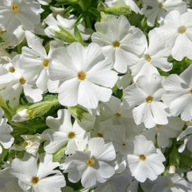 Phlox Maischnee