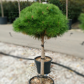 Pinus