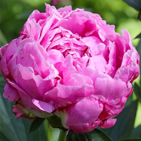 Paeonia Alexander Fleming