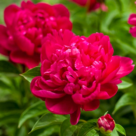 Paeonia Felix Crousse