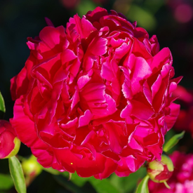 Paeonia Karl Rosenfield