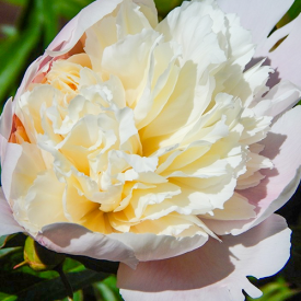 Paeonia Shirley Temple