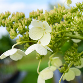 Pluimhortensia Kyushu