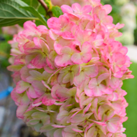 Hydrangea paniculata Phantom