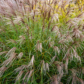 Miscanthus sinensis Yakushima Dwarf