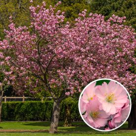 Prunus Accolade bloesem