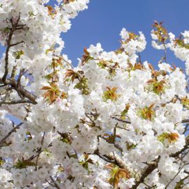 Prunus Thaihaku grote bloesem