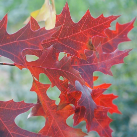 Quercus palustris