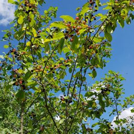 Rhamnus Frangula