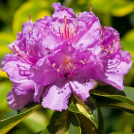 Rhododendron Goldflimmer