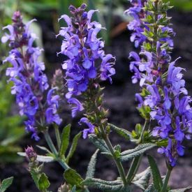 Salvia Blauhügel