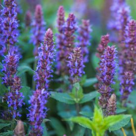 Salvia Ostfriesland