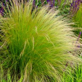 Stipa tenuissima Ponytails