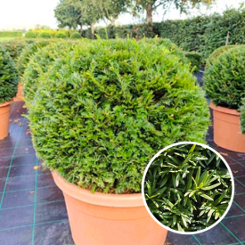 Taxus baccata Bol 