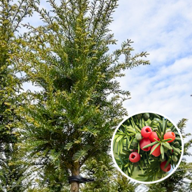 Taxus baccata hoogstam