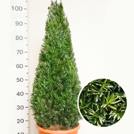 Taxus baccata Piramide