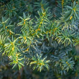 Taxus Hillii