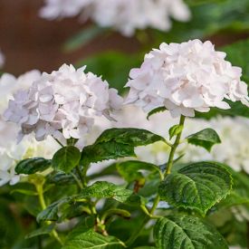 Hydrangea Endless Summer The Bride