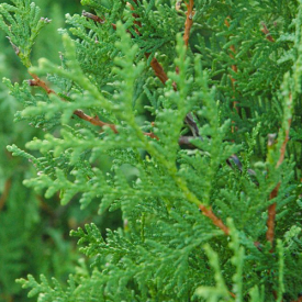 Thuja Brabant