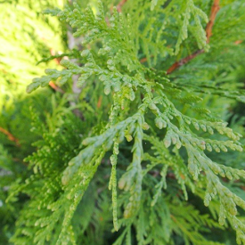 Thuja Martin