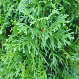 Thuja Smaragd