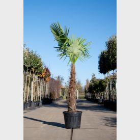 Chinese Waaierpalm 'Fortunei' 30 liter 100-125