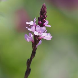 Verbena Bampton