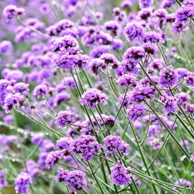 Verbena bonariensis