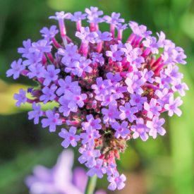 Verbena Lollipop