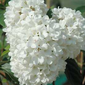 Viburnum Eskimo